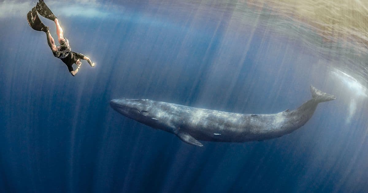 El buzo explora la ballena azul libremente en Trincomalee Sri Lanka