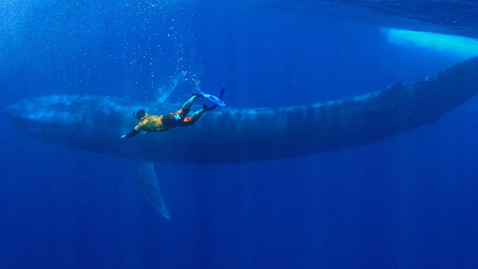Мужчина плавает с длинным китом в море Шри-Ланки