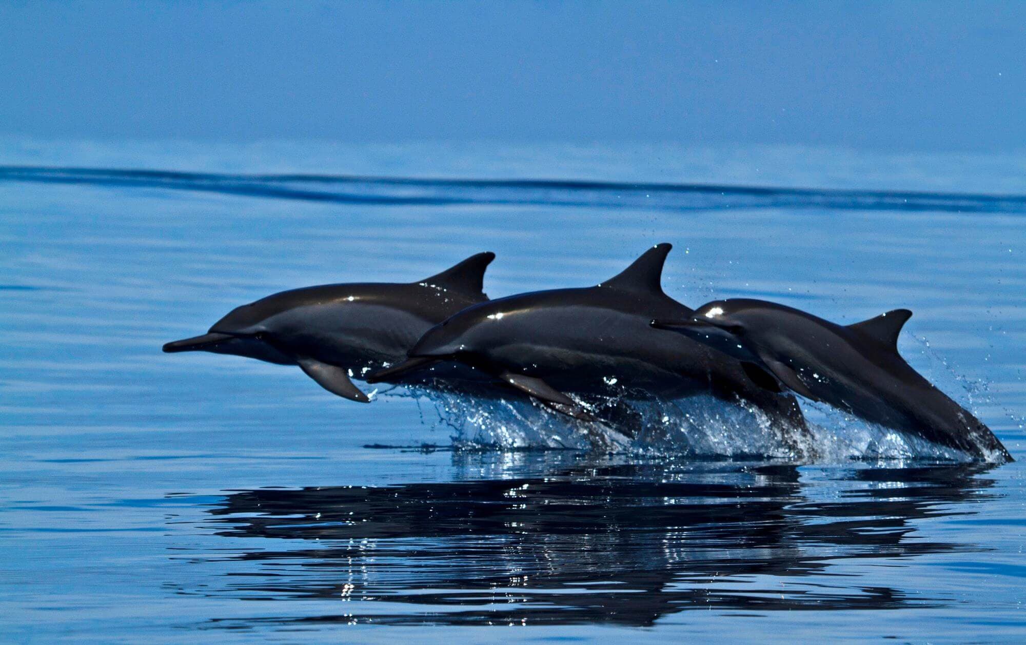 Eine Gruppe Delphine, die über das Meer springen Mirissa Sri Lanka