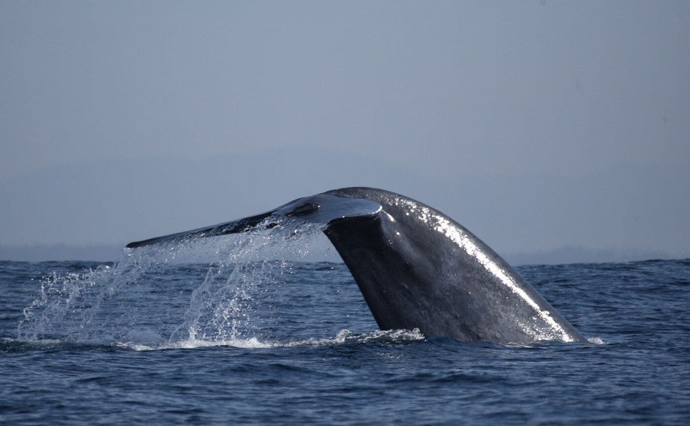 斯里兰卡米瑞莎的巨鲸跳入大海的景象