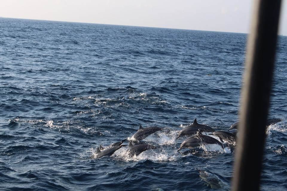 Ein Blick auf eine riesige Delphingruppe, die ordentlich im Boot in Mirissa, Sri Lanka, schwimmt