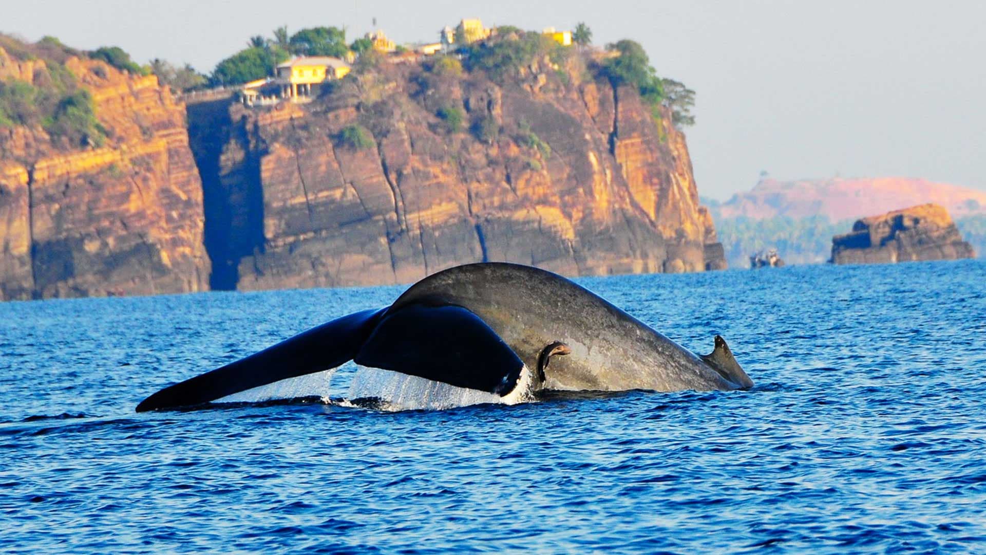 Una ballena grande nada cerca de la tierra en Trincomalee Sri Lanka