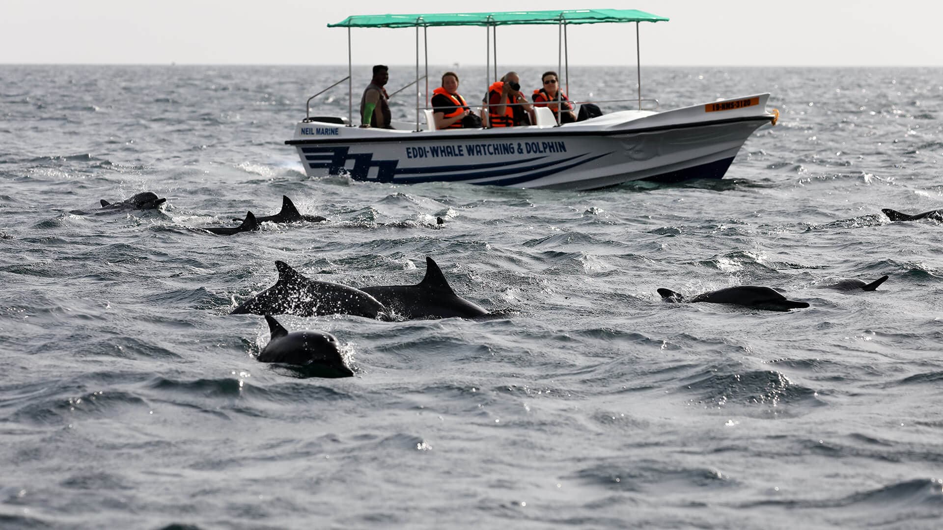 Ein Haufen Delfine und Wale in Trincomalee Sri Lanka