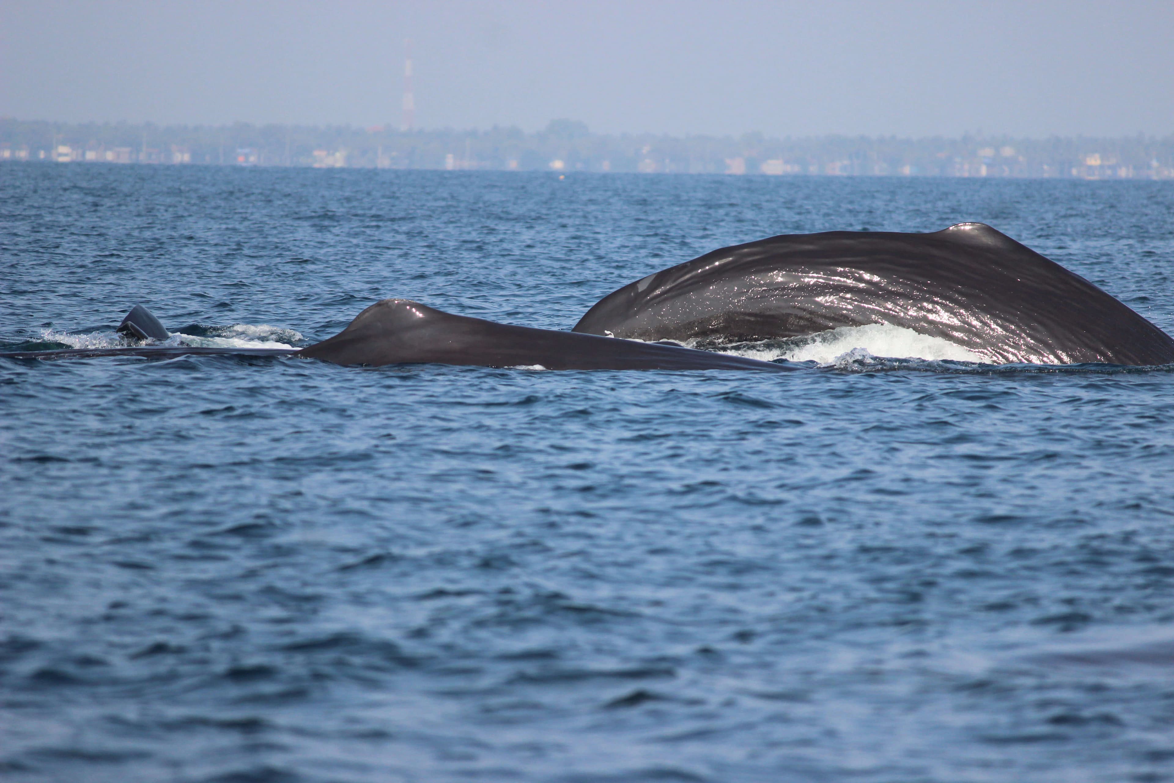 Огромный кит прыгает над морем в Тринкомали, Шри-Ланка.