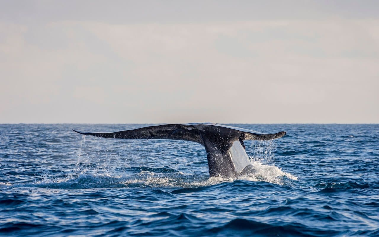 Фото плавника синего кита в Тринкомали, Шри-Ланка.