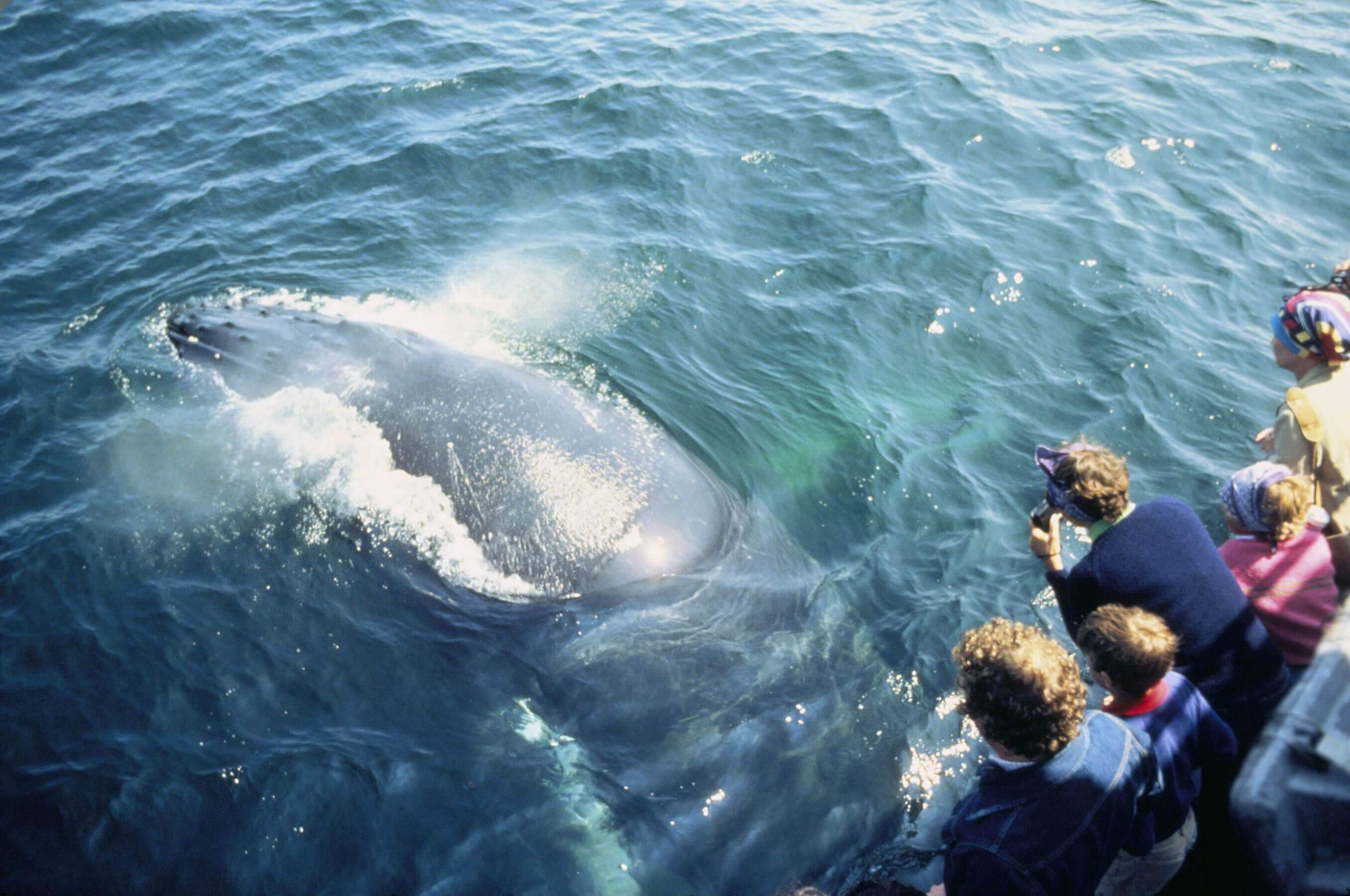 Los turistas ven ballenas azules en el tour de avistamiento de ballenas en Trincomalee Sri Lanka