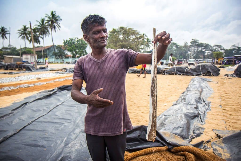 Рыбак показывает рыбу на берегу Негомбо, Шри-Ланка.