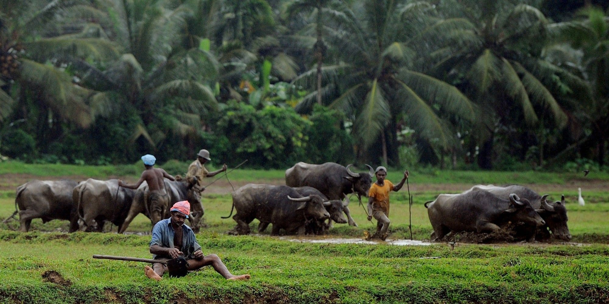 Группа фермеров возделывает свои рисовые поля со своими быками.