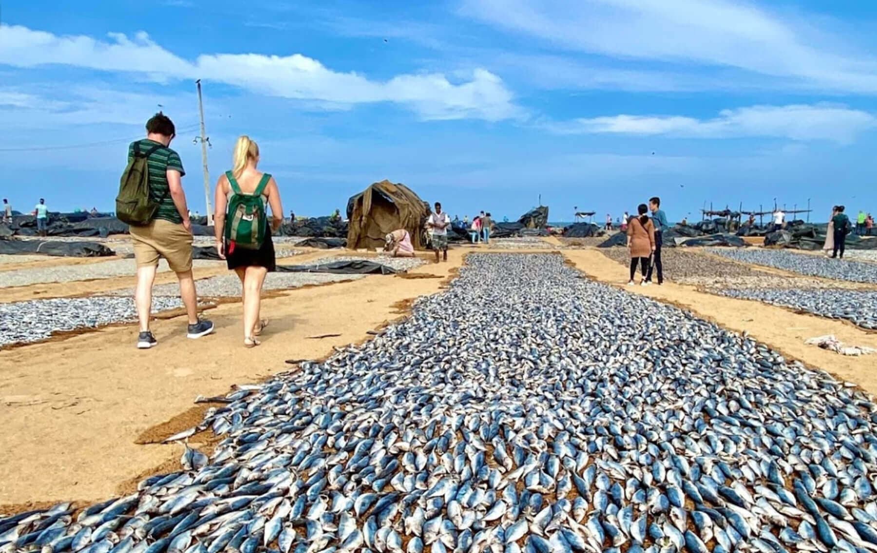 El pescado se seca en el pueblo pesquero de Negombo, Sri Lanka.