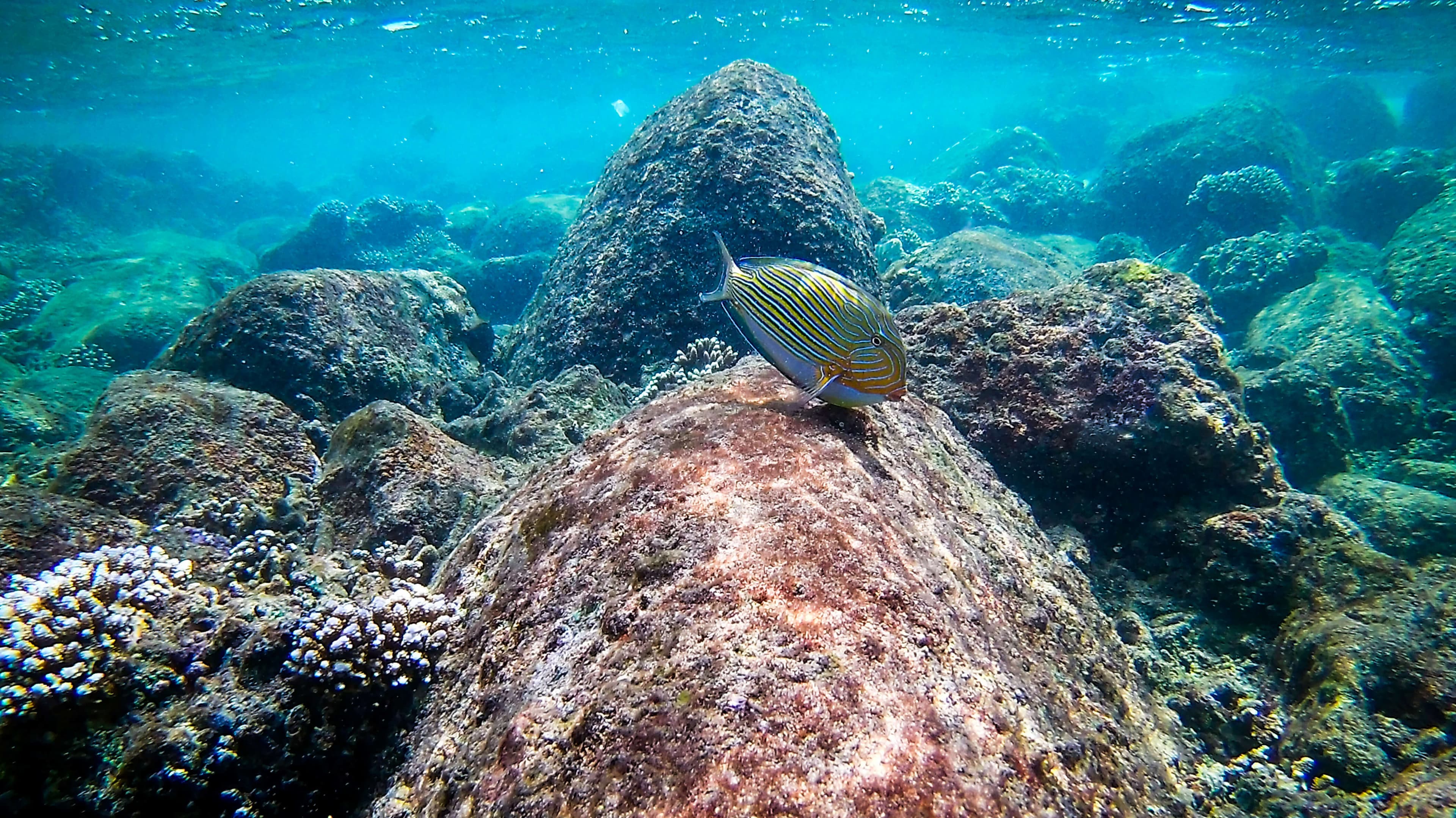 Doctor fish cerca de arrecifes de coral buceando en Sri Lanka.