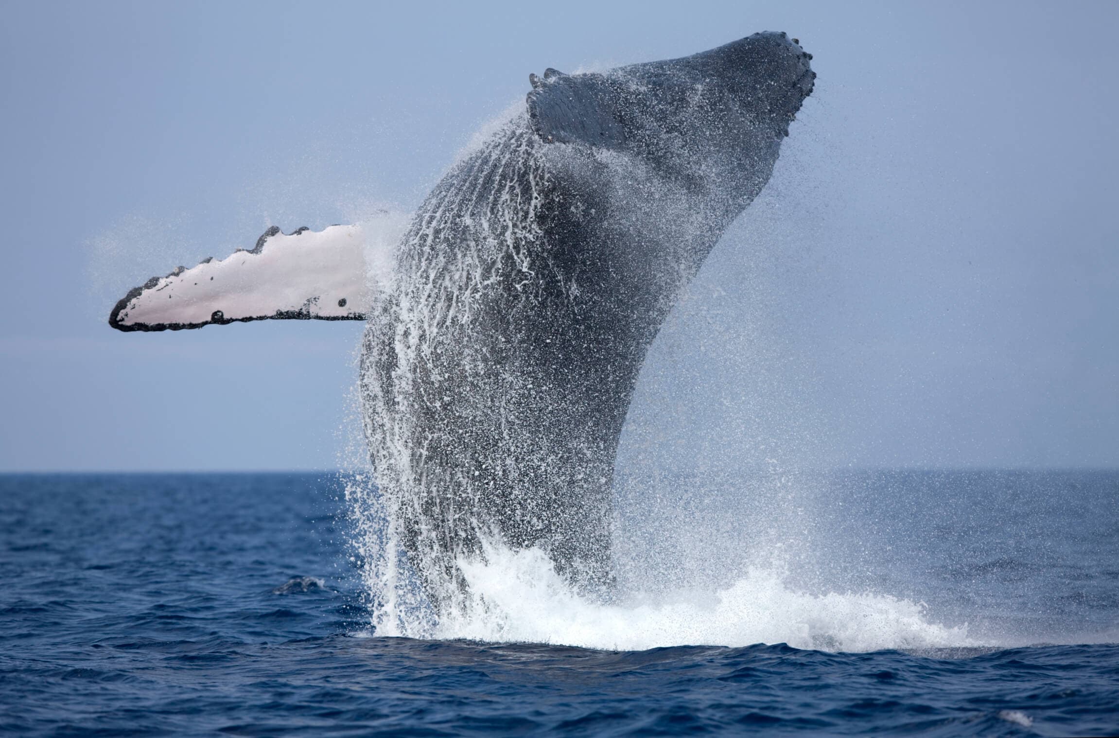 一头蓝鲸从斯里兰卡南部美蕊沙湾的海洋中漂亮地浮现。