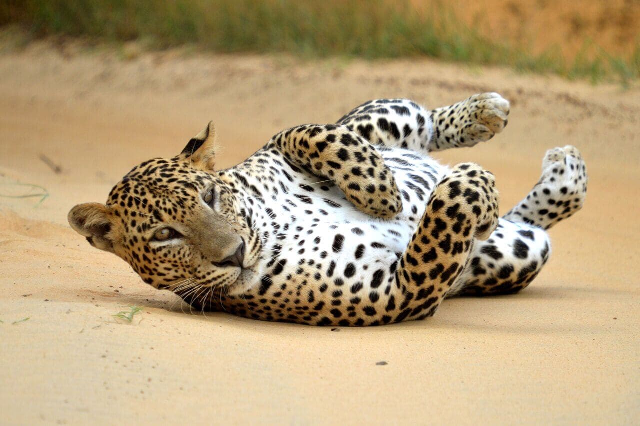 在斯里兰卡亚拉国家公园，一只豹子在地面上翻滚，摆出姿势对着卡马拉。