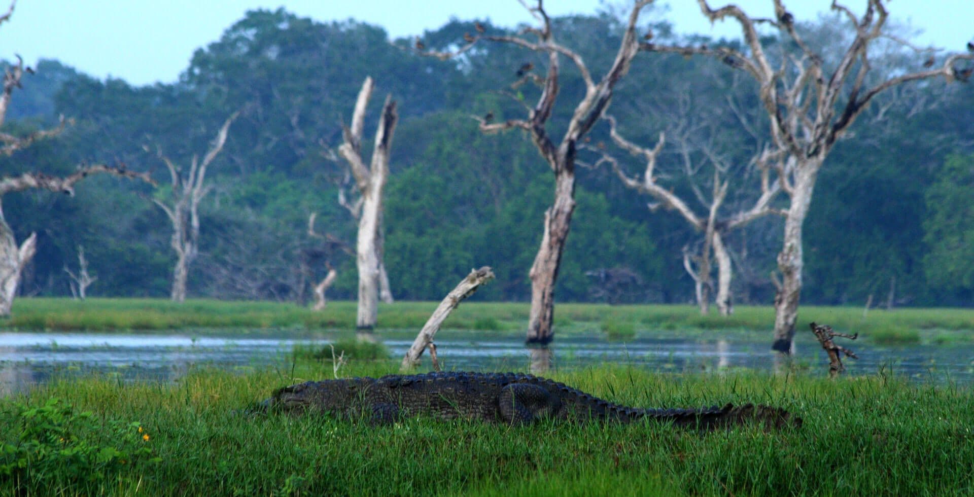 تمساح سارق يبحث عن فريسته بالقرب من البحيرة الصغيرة في حديقة يالا الوطنية ، سريلانكا.