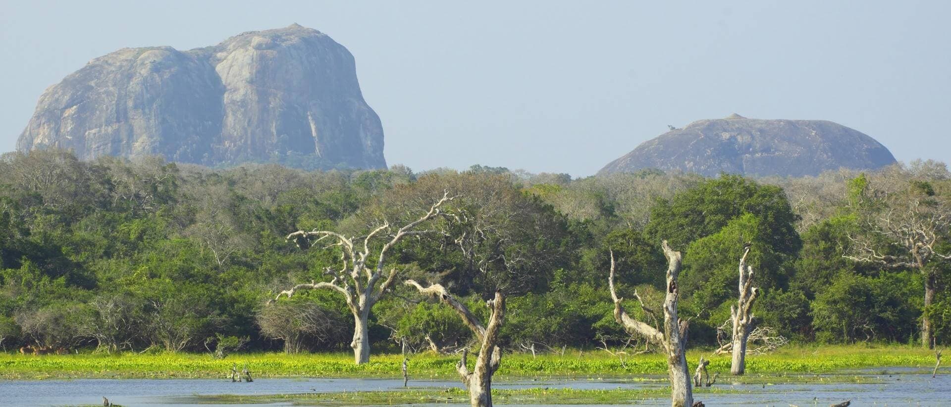 منظر جميل لمتنزه يالا الوطني مع الحياة البرية فيه ، سريلانكا.