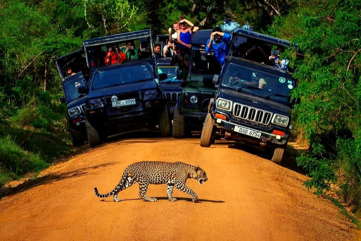 Леопард, готовый к охоте, переходит дорогу в национальном парке Яла, Шри-Ланка.