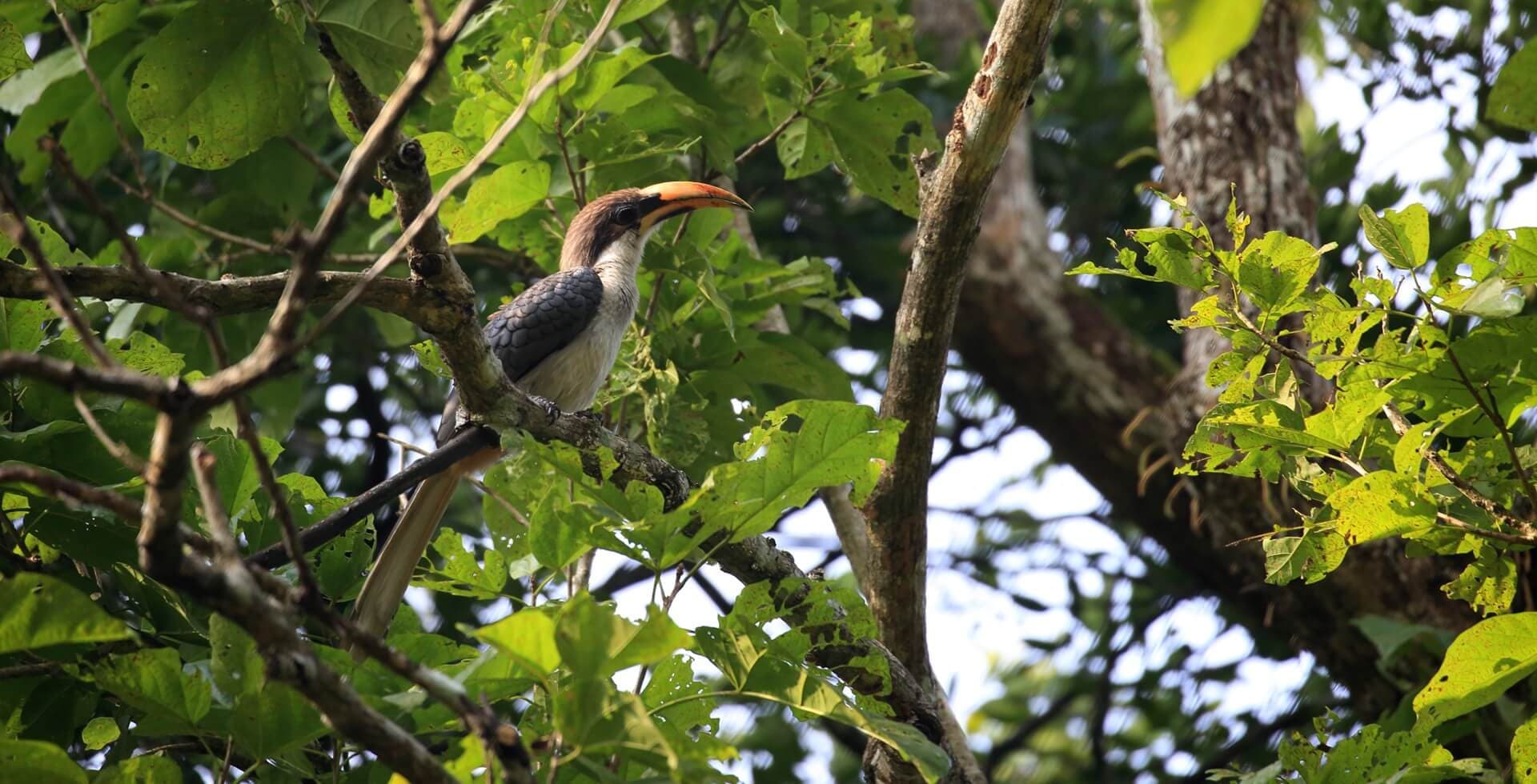 The Sri Lanka grey hornbill (Ocyceros gingalensis) is a bird in the hornbill family and a widespread and common endemic resident breeder in Sri Lanka