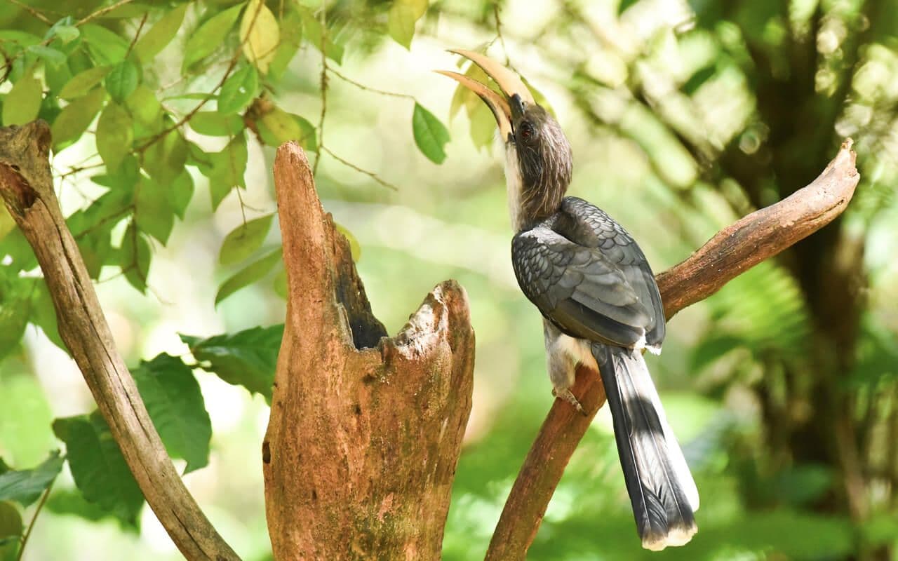 The picture of a Cuckoo bird live in Sigiriya Sri Lanka