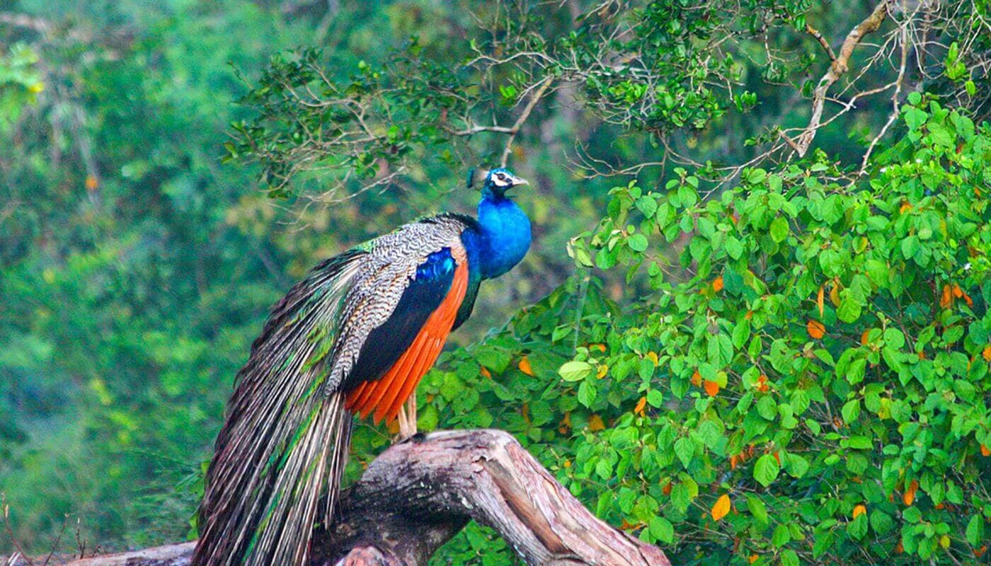 A huge numbers of peacocks habitat is Sigiriya Sri Lanka
