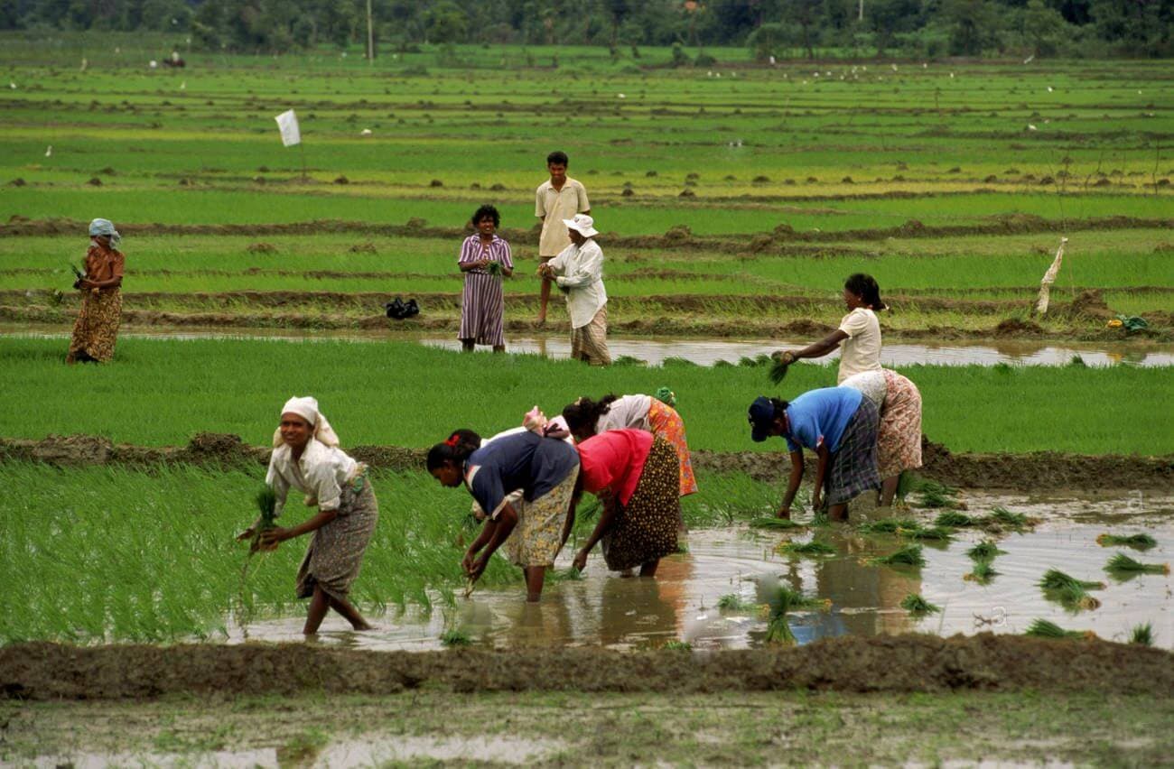 A view of planting paddies in the paddy field by a group of farmers  