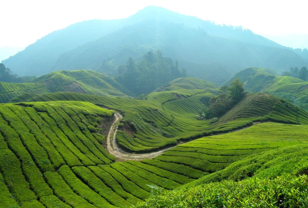 A beautiful view of tea plantation area Hanthana mixed cycling trail in Sri Lanka
