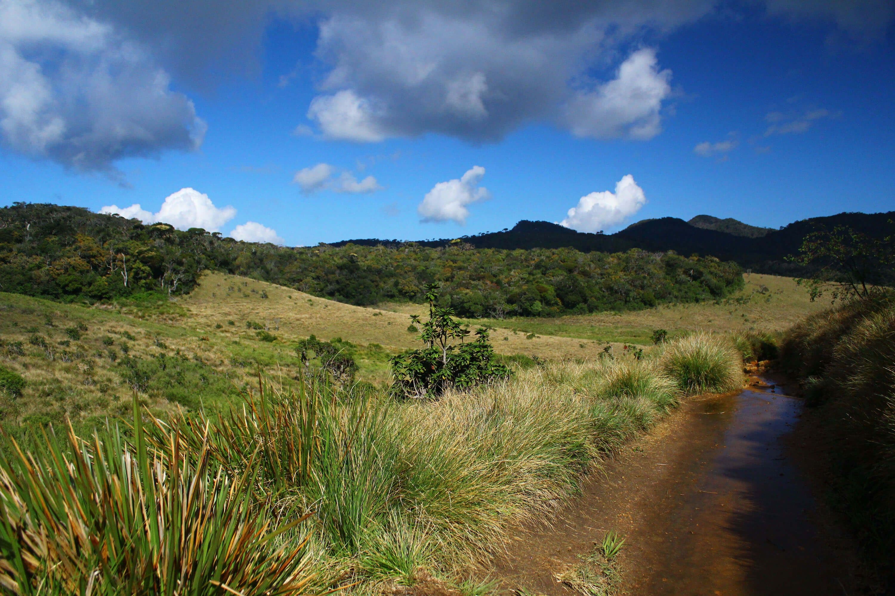  Una foto de Horton Plains, que tiene la flora y la fauna endémicas de Sri Lanka.