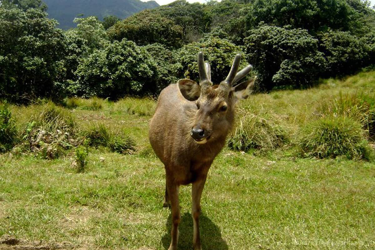 A photo of an Elk can watch in Horton Plains Nuwara Eliya Sri Lanka