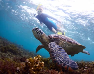 A diver dive with a turtle in Beautiful sea Tangalle Sri Lanka