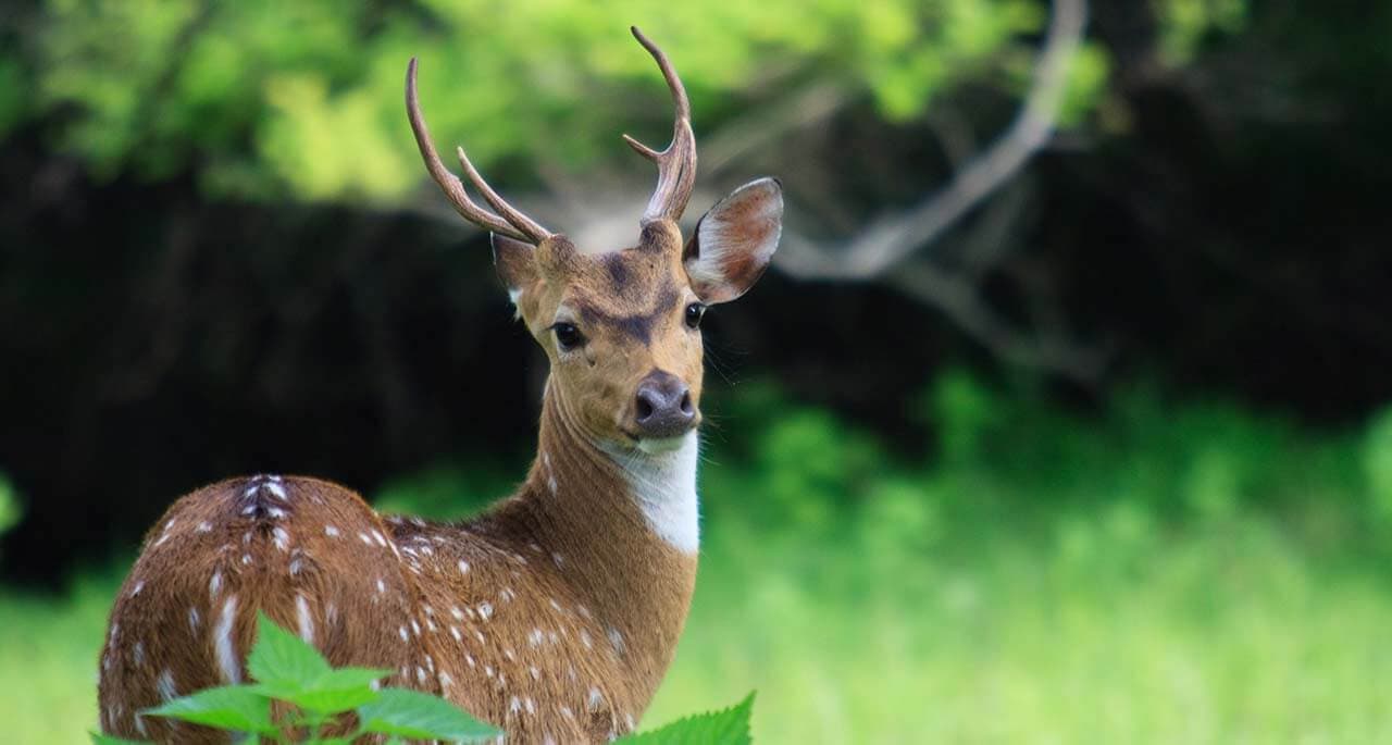 A view of A beautiful deer in Kaudulla National Park Sri Lanka