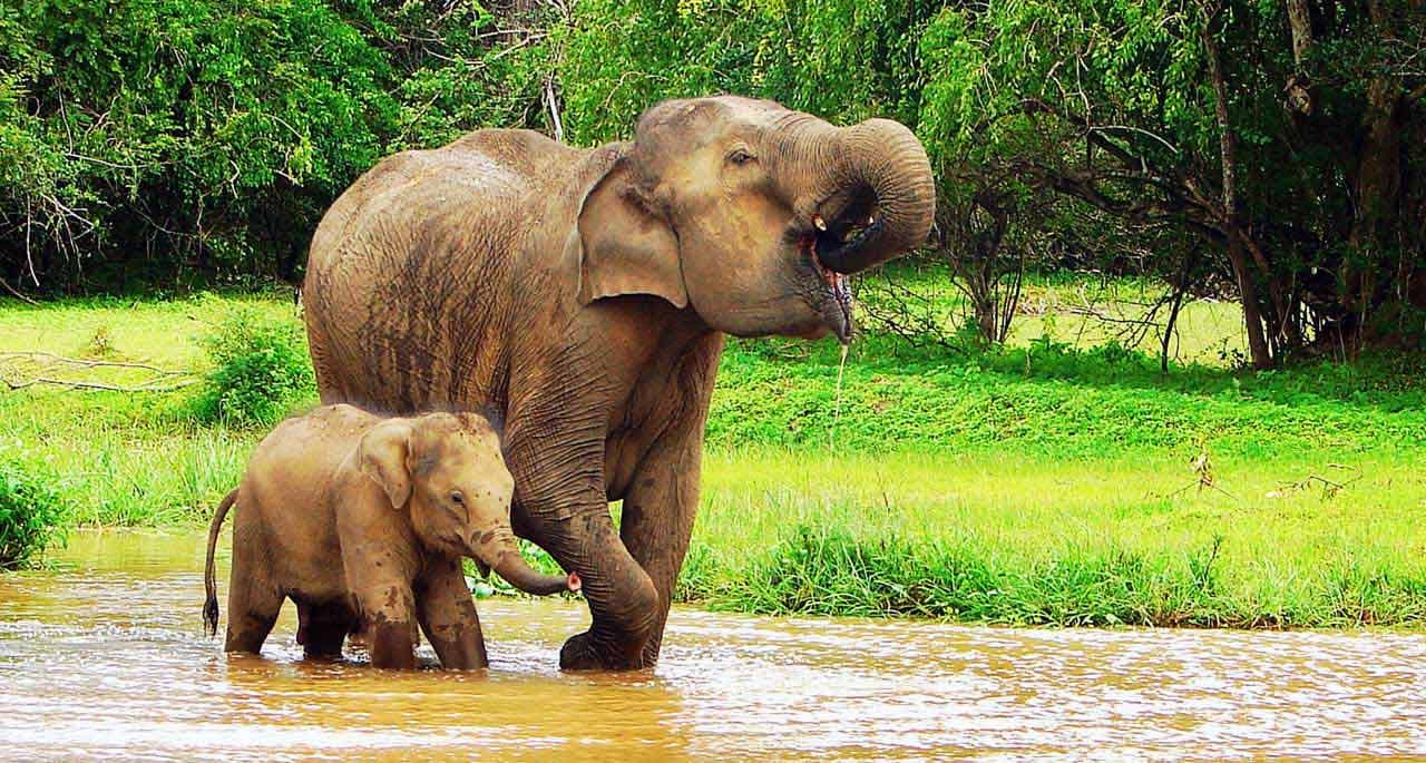 A grown elephant and its baby it's walking in the small lake inside Udawalawe National Park, Sri Lanka.