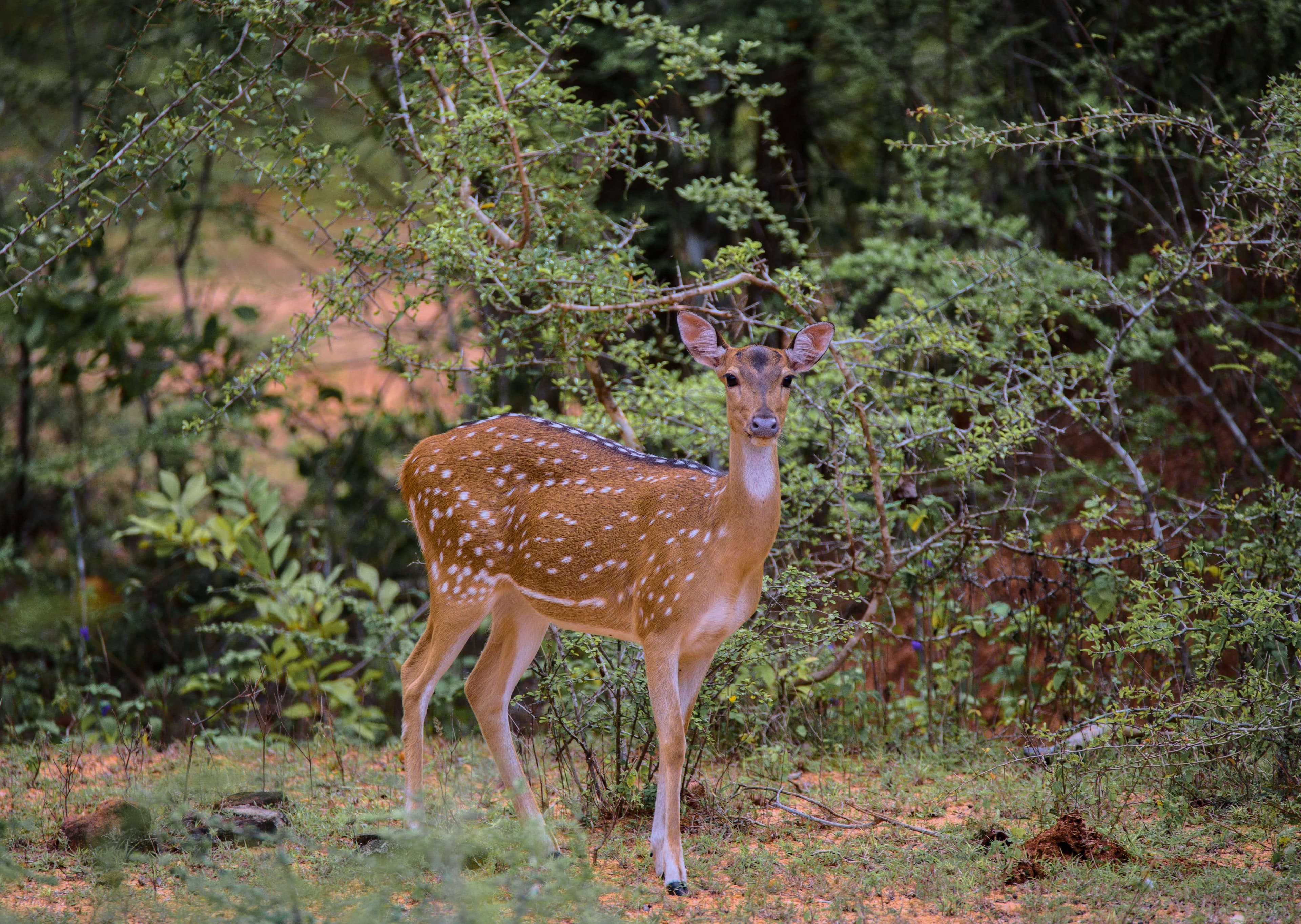 A view of Deer in the jungle at Udawalawe Sri Lanka