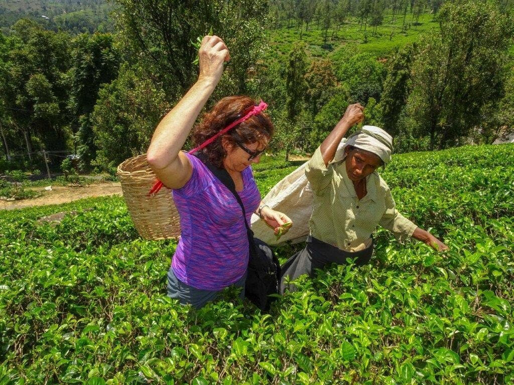 A tourist woman pick tea leaves with local woman in Ella area