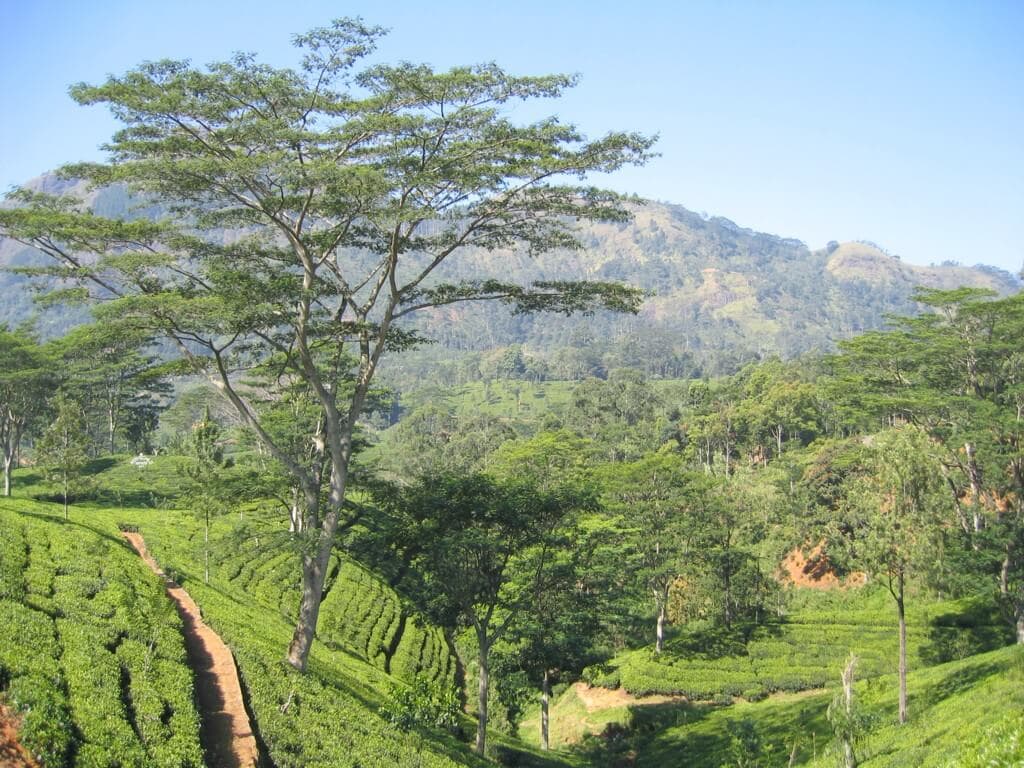 Aerial view of Ella mountains and tea states in Sri Lanka