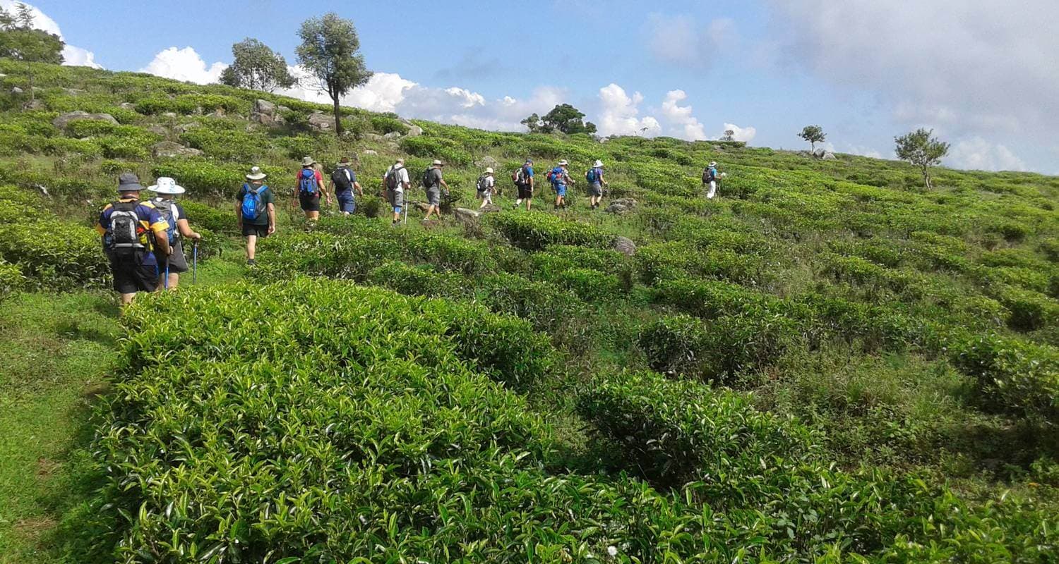A view of tourists trek across a tea state feeling natural beauty in Ella Sri Lanka