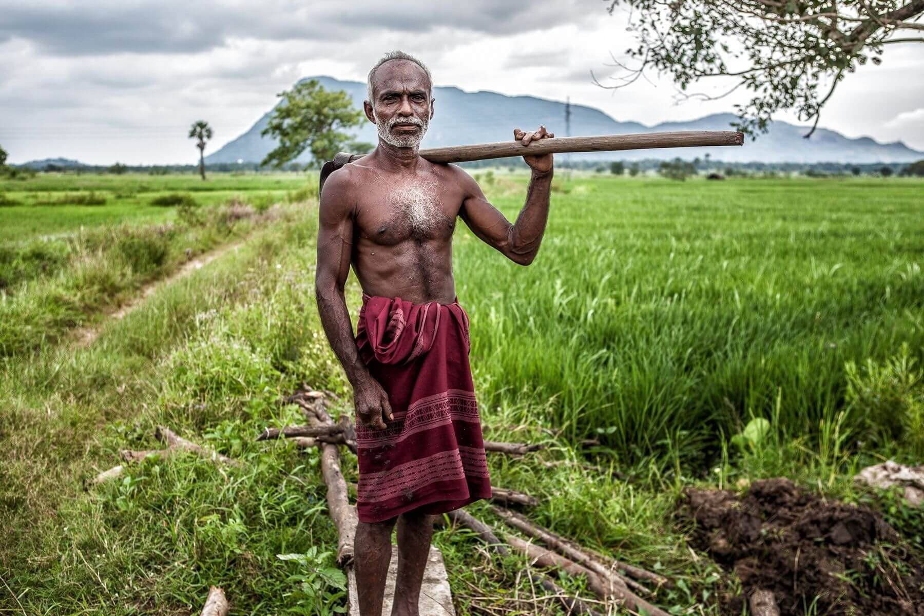 A photograph of a farmer going to his paddy field with a mamoty