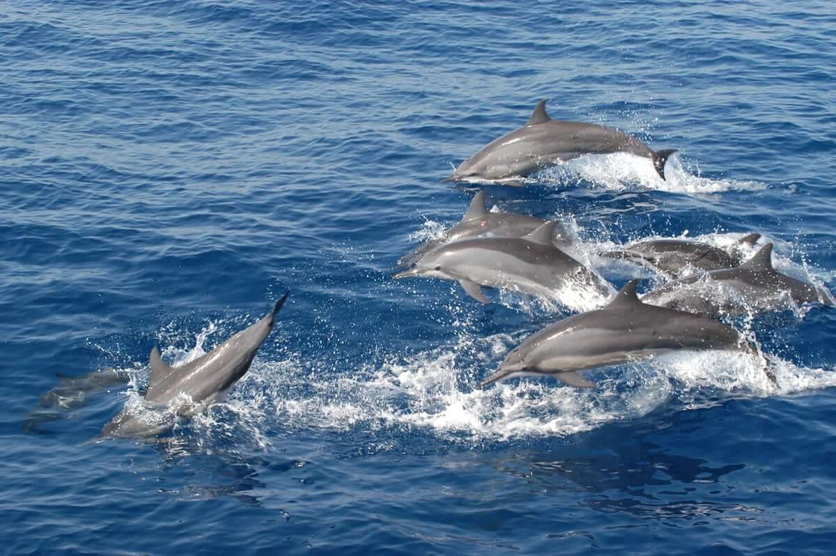 A beautiful view of jumping dolphins in Trincomalee sea Sri Lanka