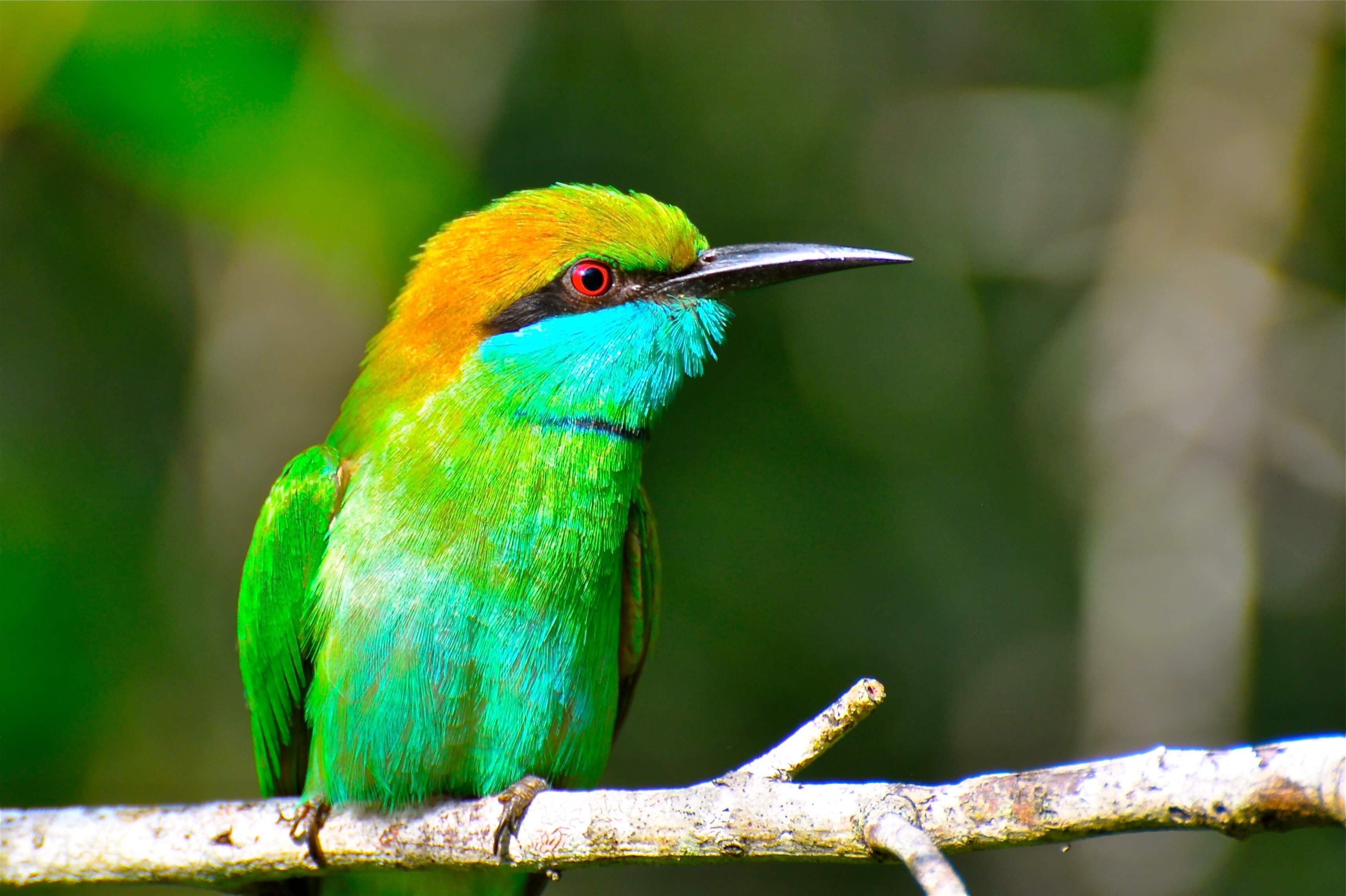 A photo of the Bee-eater Green (Merops orientalis) - Sri Lanka