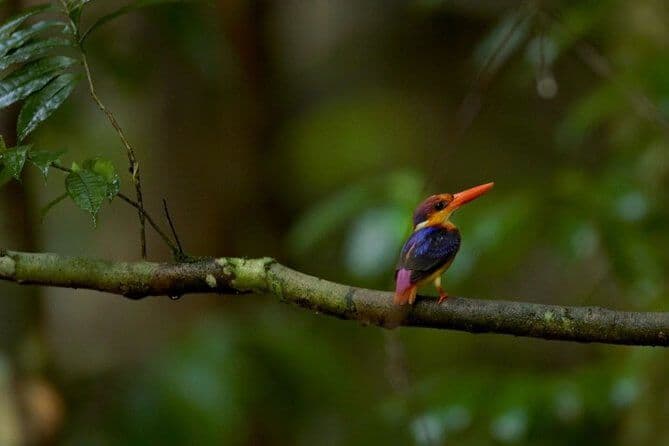 An endemic bird variety of Sri Lanka