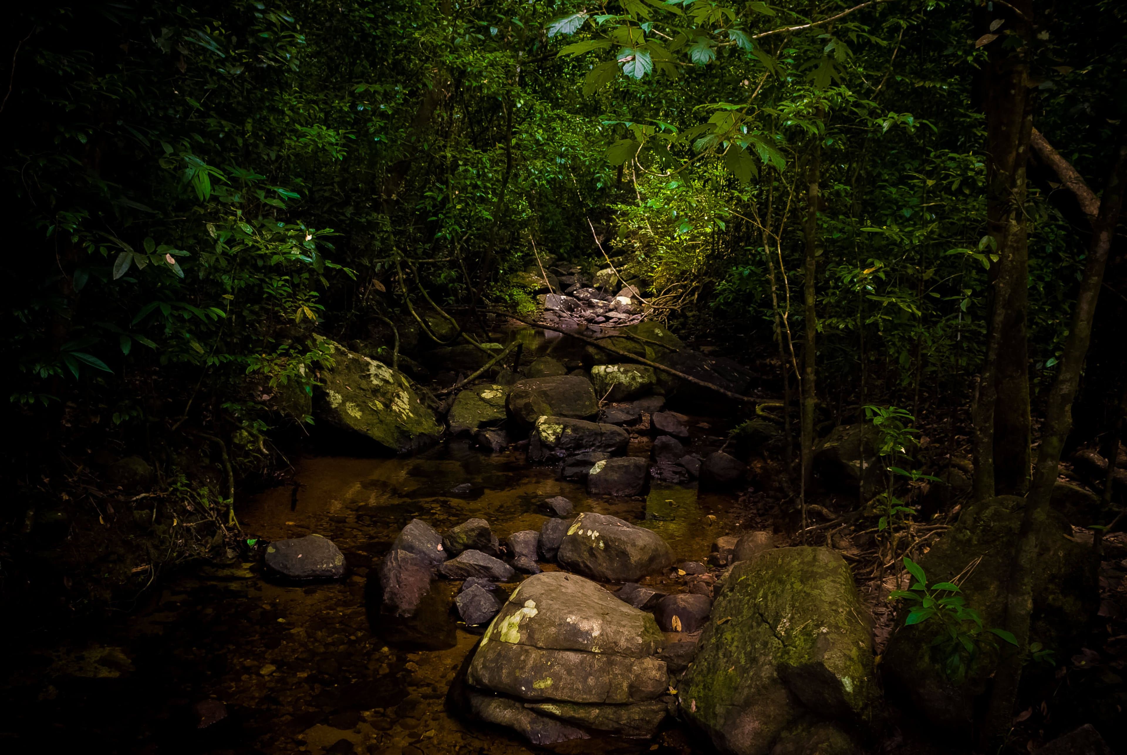 A picturesque scene in Galle Kanneliya forest, Sri Lanka 