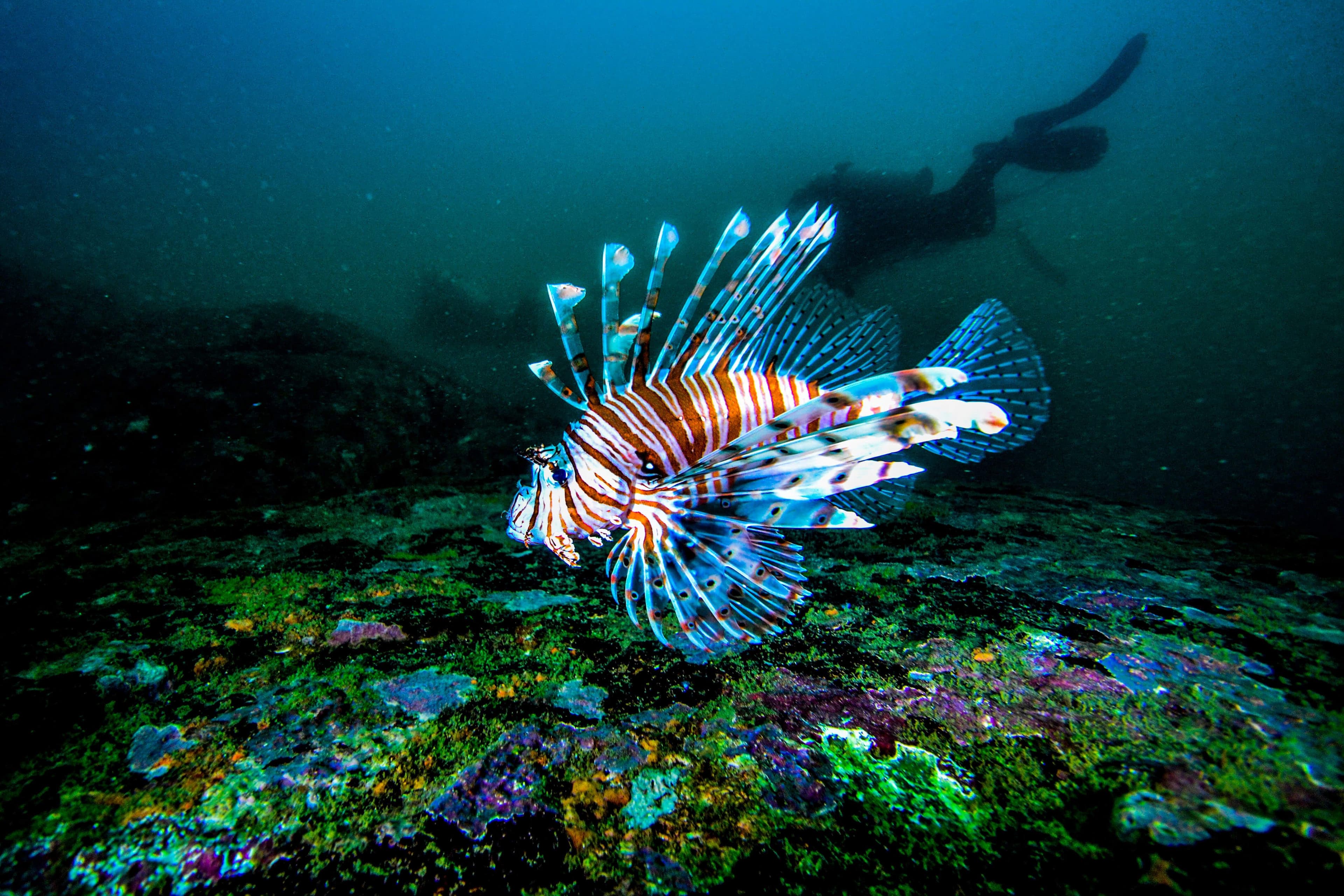 Divers explore Lionfish in the Sri Lanka ocean in the Kalpitiya diving tour