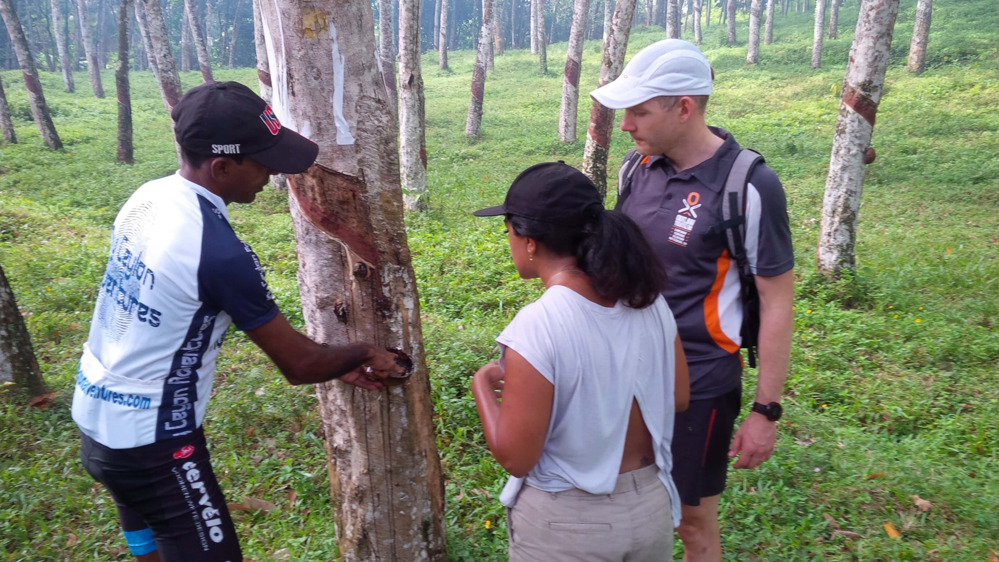 A guide explain about rubber tapping prosses in the southern coast in Sri Lanka