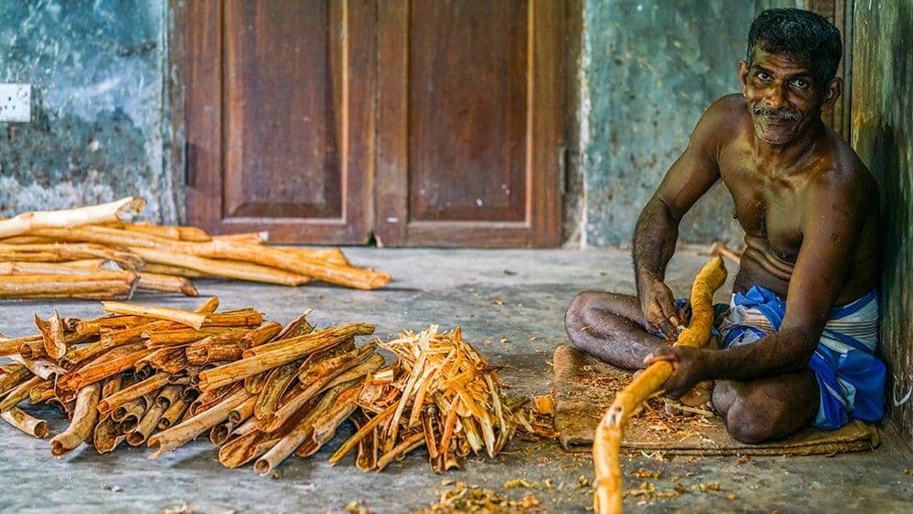 A local man show the cinnamon processing in the cinnamon village Sri Lanka