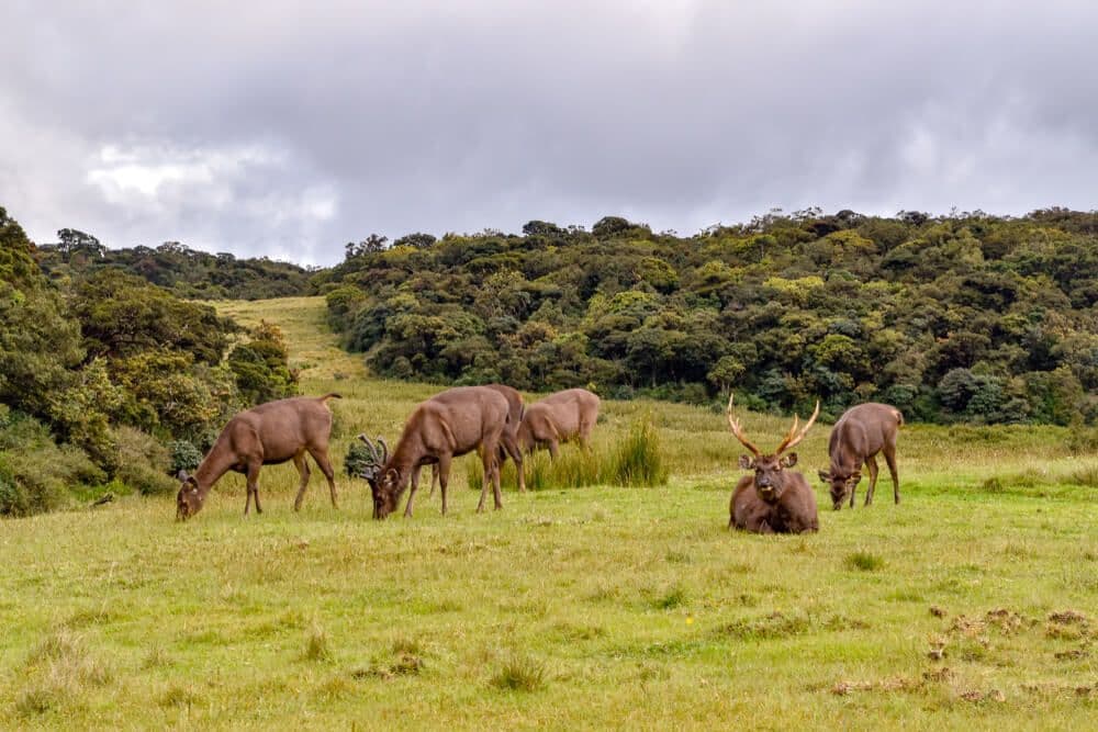 A group of Elks in Horton Plains in Sri Lanka