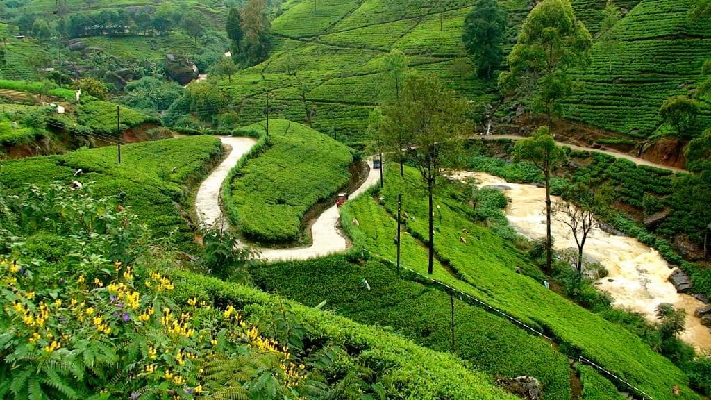 View of Nuwara Eliya tea state with small water flow in Sri Lanka