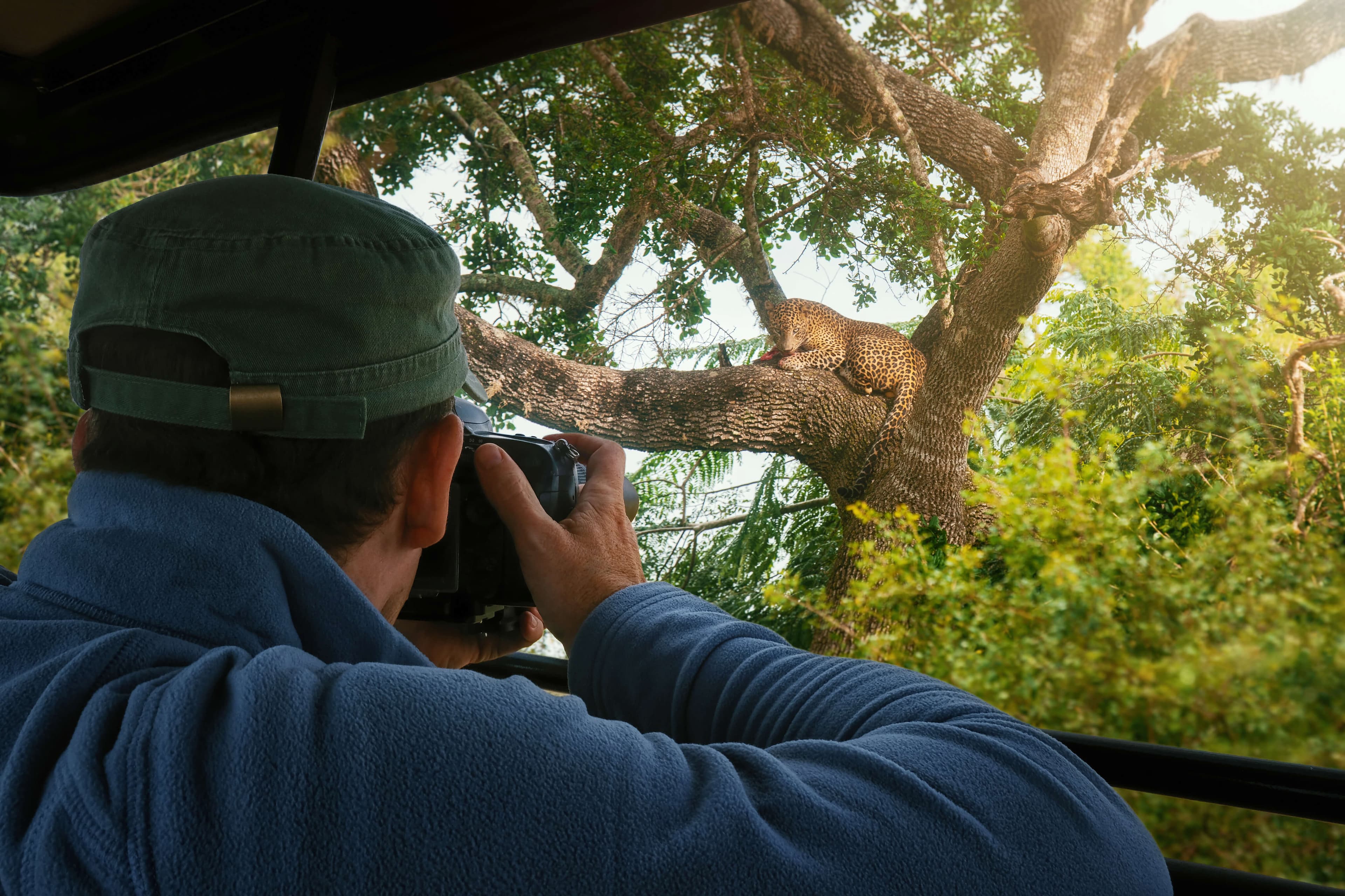 A tourist take a picture of a leopard laying on a tree branch