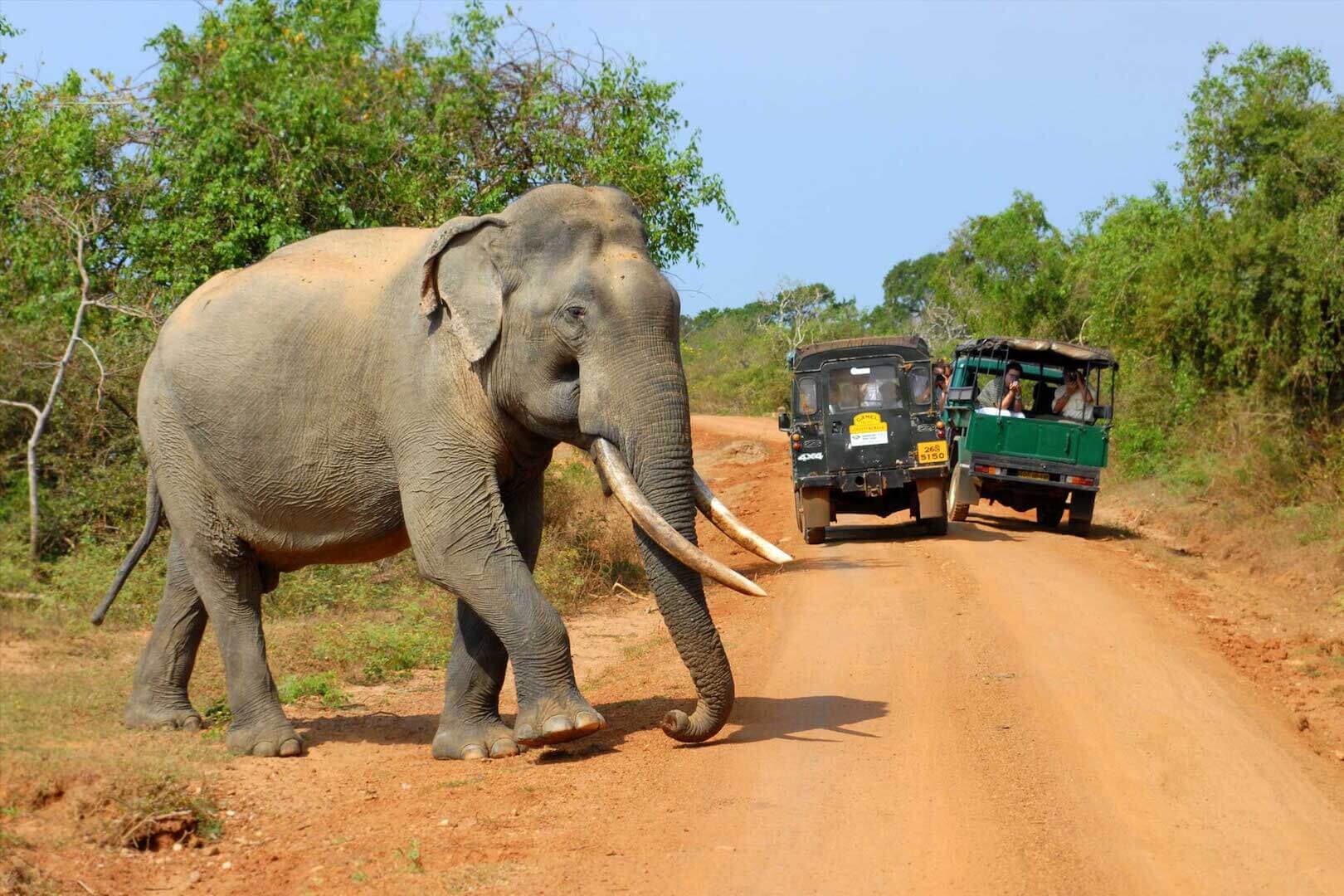 El Elefante Cruza El Camino del Safari Jeep