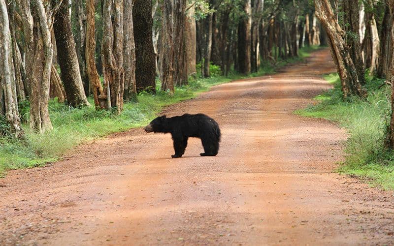A Tourist Captured The Black Bear in Wilpattu National Park in Sri Lanka 