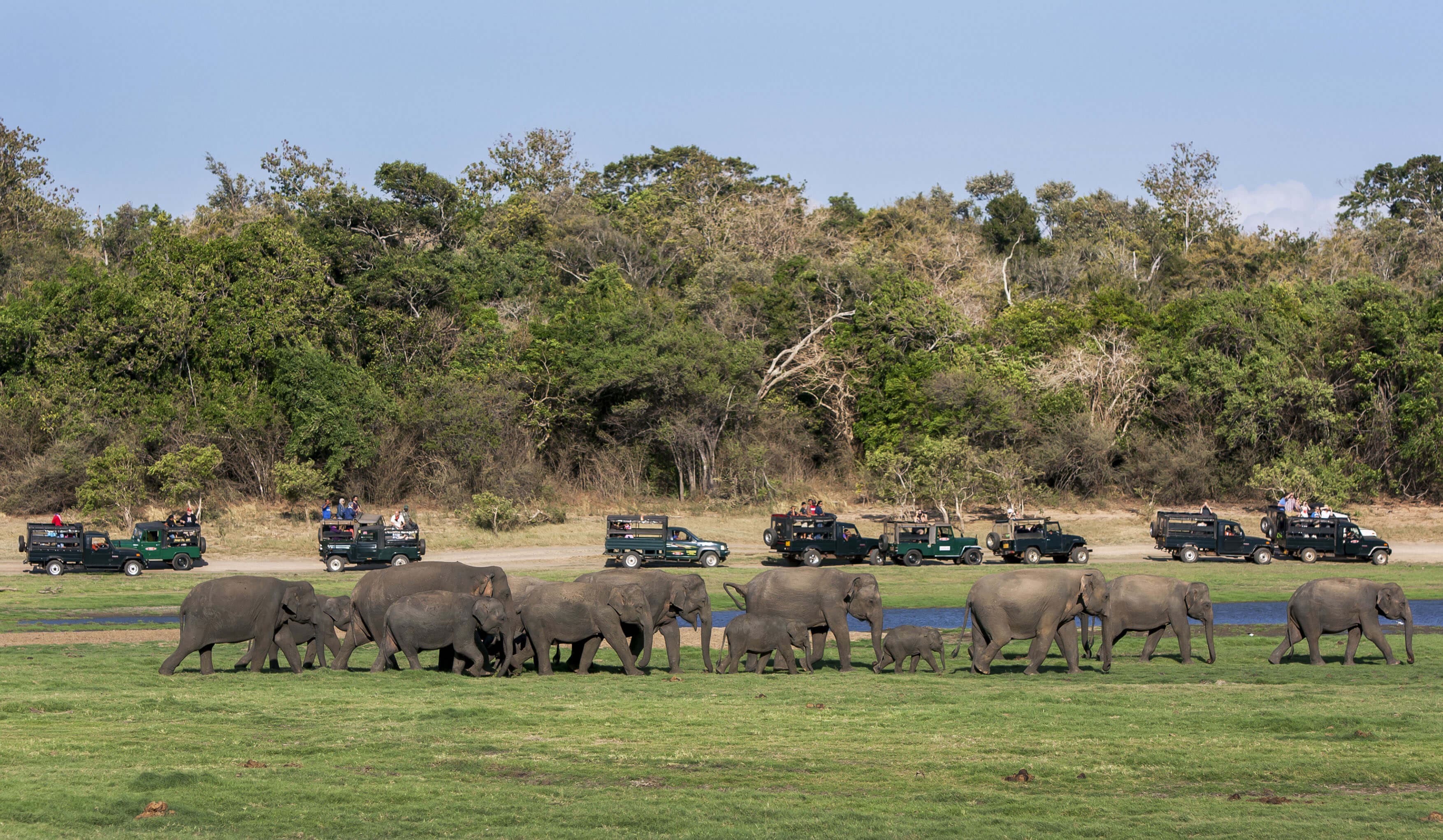Beautiful Scenery of a group of elephants in Wilpattu National Park
