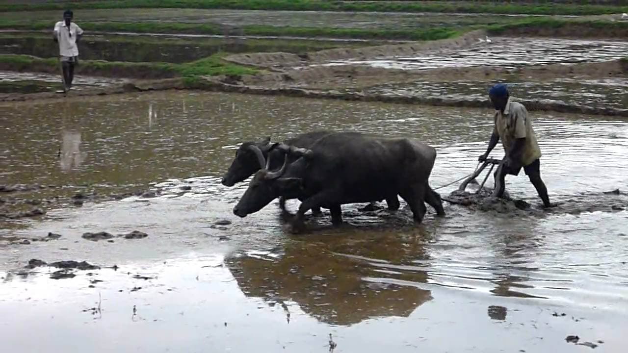 The farmers make fields with bulls to farm paddy in Sri Lanka