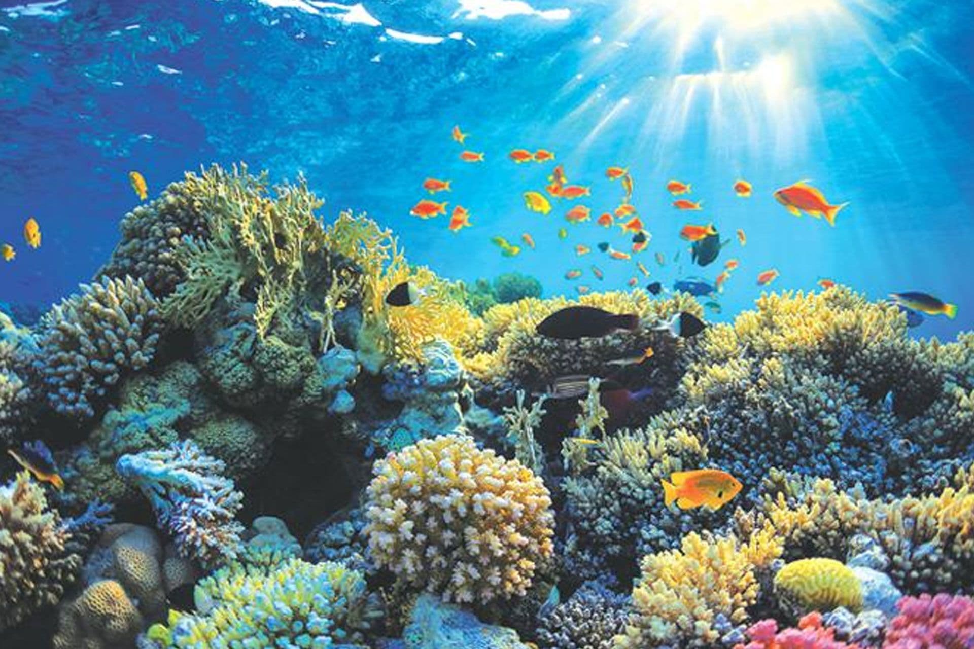A beautiful scenery of Under water Sea  