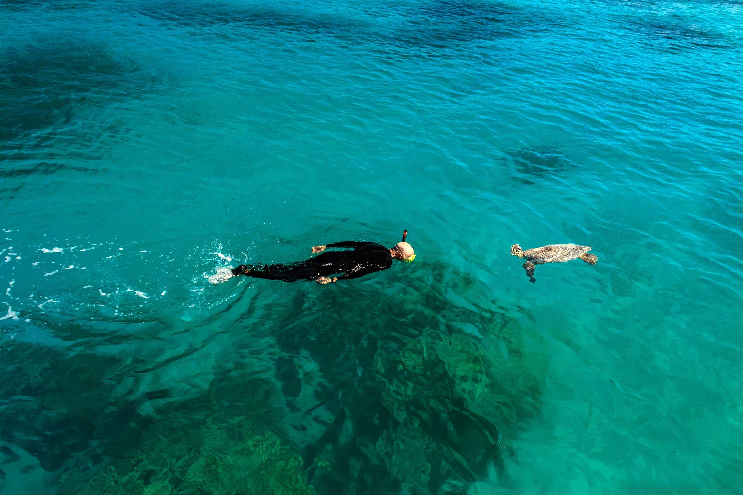 A diver snorkeling near the tortoise in the beautiful sea of Bentota Sri Lanka